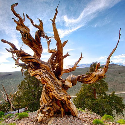 Image of a gnarled Bristlecone Pine