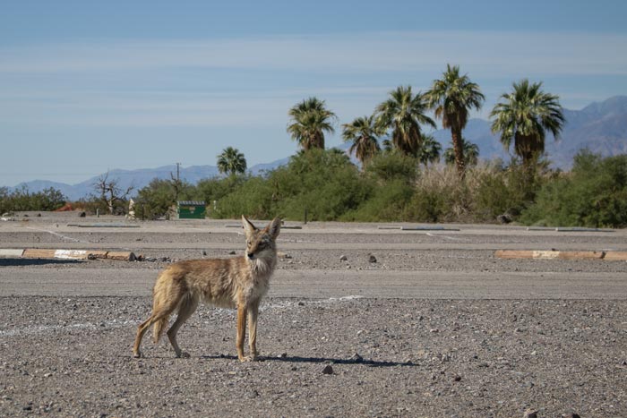 A coyote standing in a campground in Death Valley in eastern California