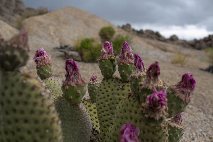Cacti in the Alabama Hills in eastern California