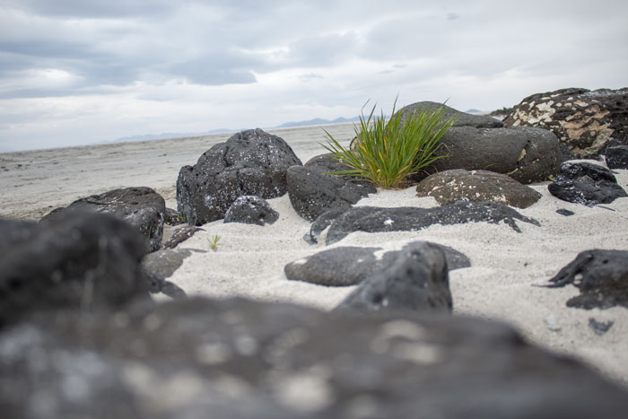 A plant and stones in the Spiral Jetty in northern Utah